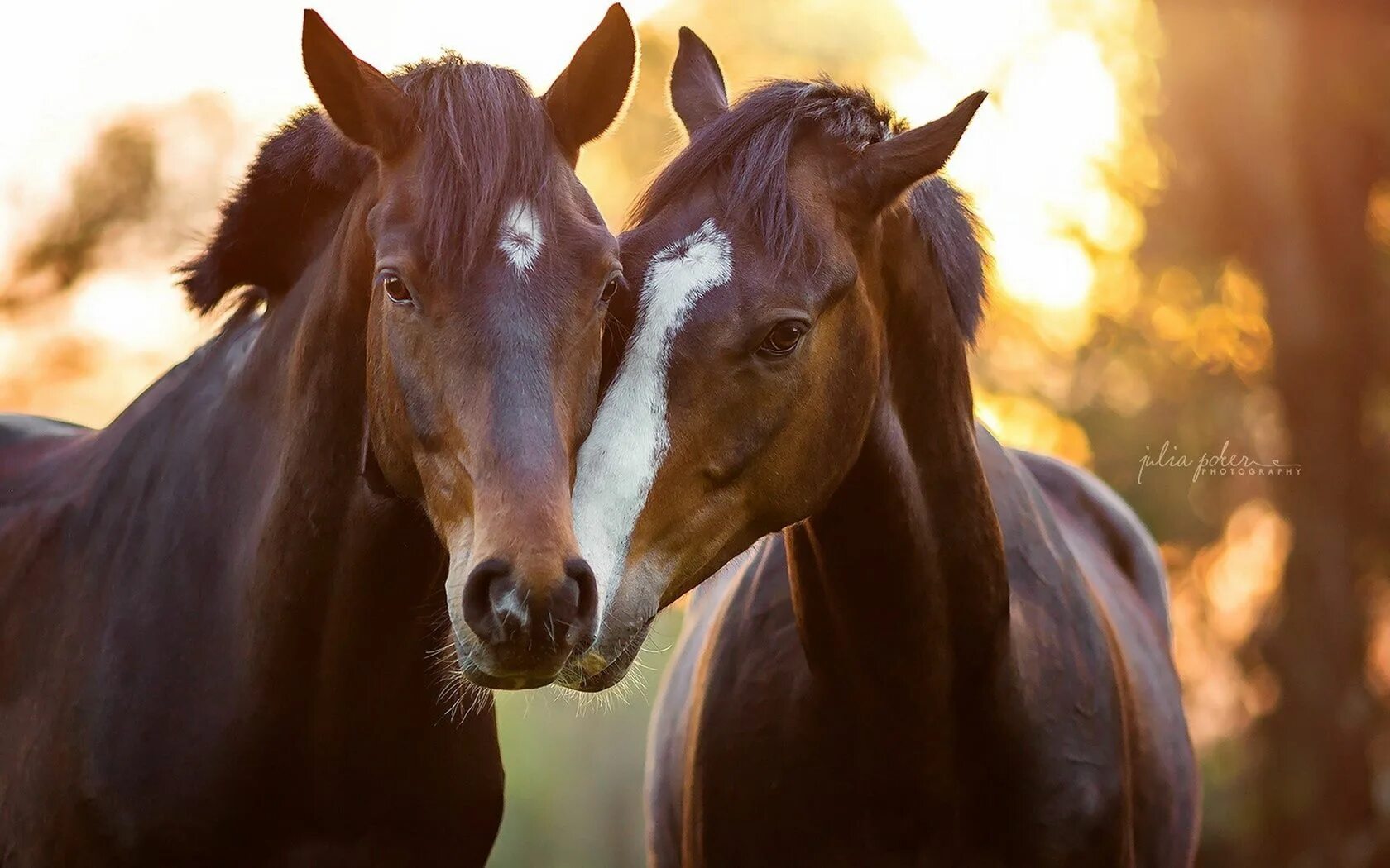 Две лошади. Влюбленные лошади. Красивые лошади. Пара лошадей. Two horse