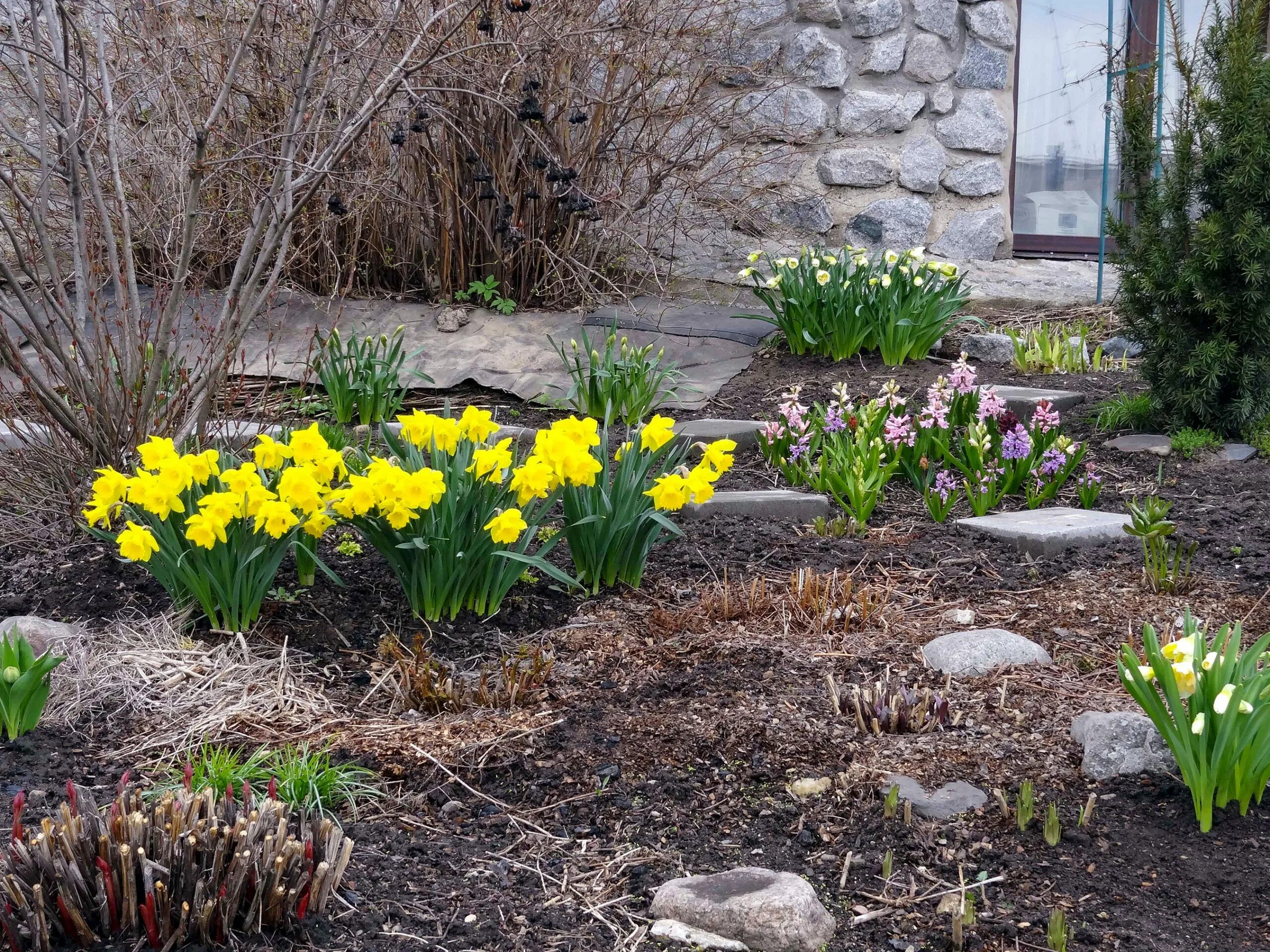 Цветы весной на даче фото. Крокус, тюльпан, гиацинт, Нарцисс, рябчик. Миксбордер тюльпаны крокусы нарциссы. Альпийская горка тюльпан Нарцисс Крокус. Нарциссы первоцветы луковичные.