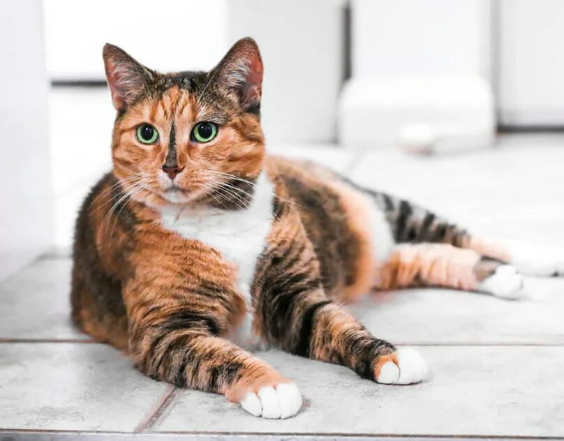 She cat colours