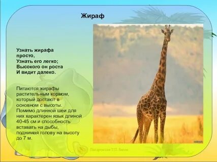Жираф загадка 1 класс
