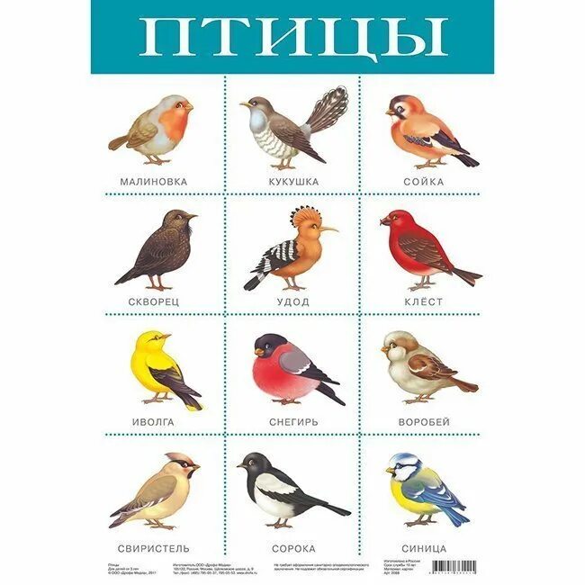 Окончание слова птицы. Плакат птицы. Птицы на букву а. Обучающие плакаты про птиц для детей. Плакат с изображением птиц.