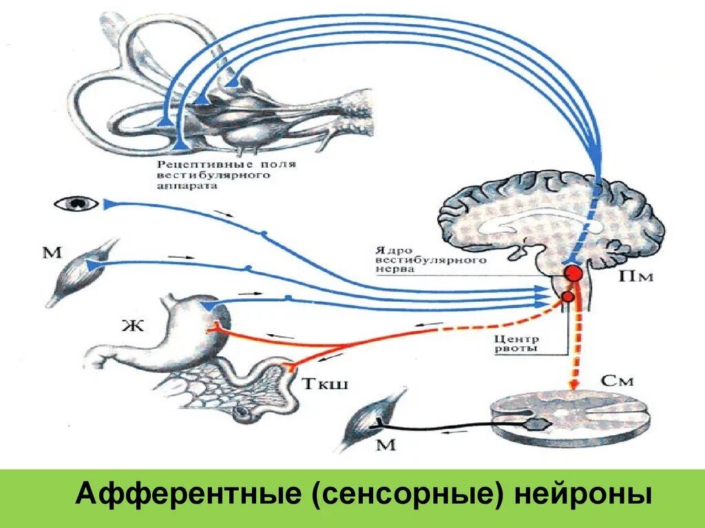 Поле рефлекса. Афферентные и эфферентные Нейроны. Афферентные эфферентные и вставочные Нейроны. Афферентный Нейрон. Афферентные чувствительные Нейроны.