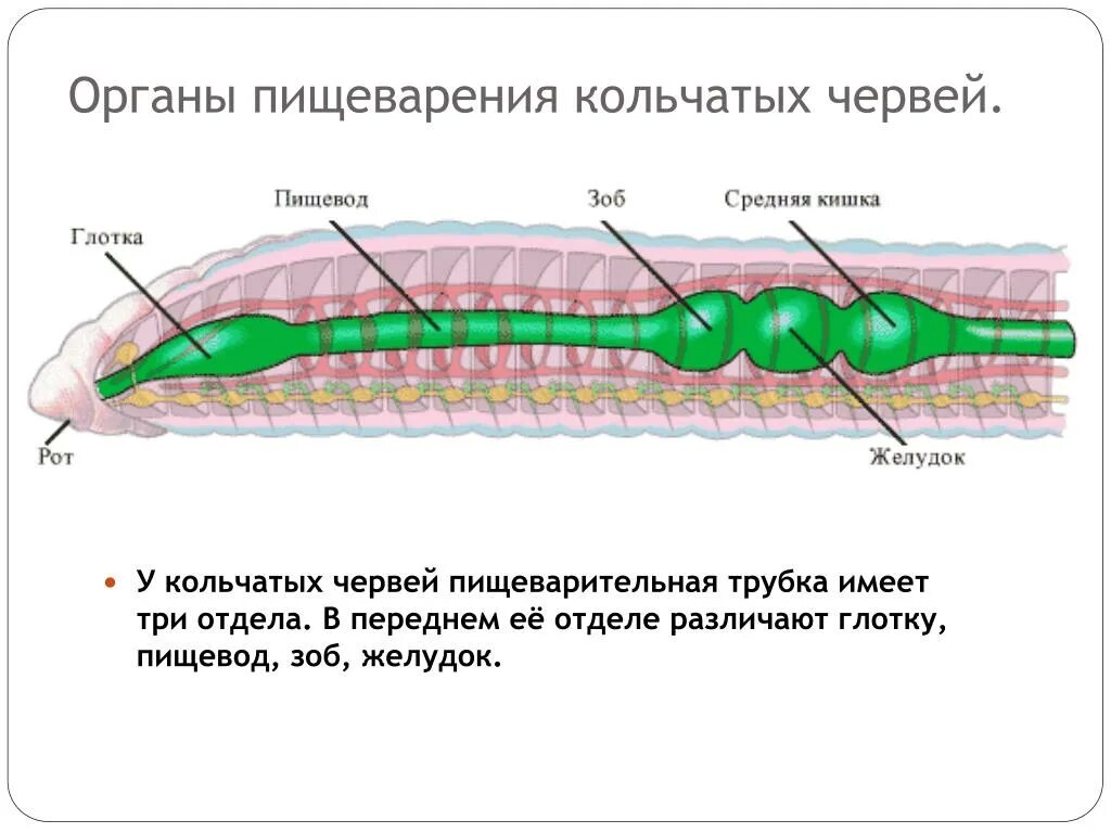 Пищеварительная система кольчатого червя схема. Отделы пищеварительной системы кольчатых червей. Сквозная пищеварительная система у кольчатых червей. Пищеварительная система кольчатых червей 7. Пищеварительная система органов кольчатых червей