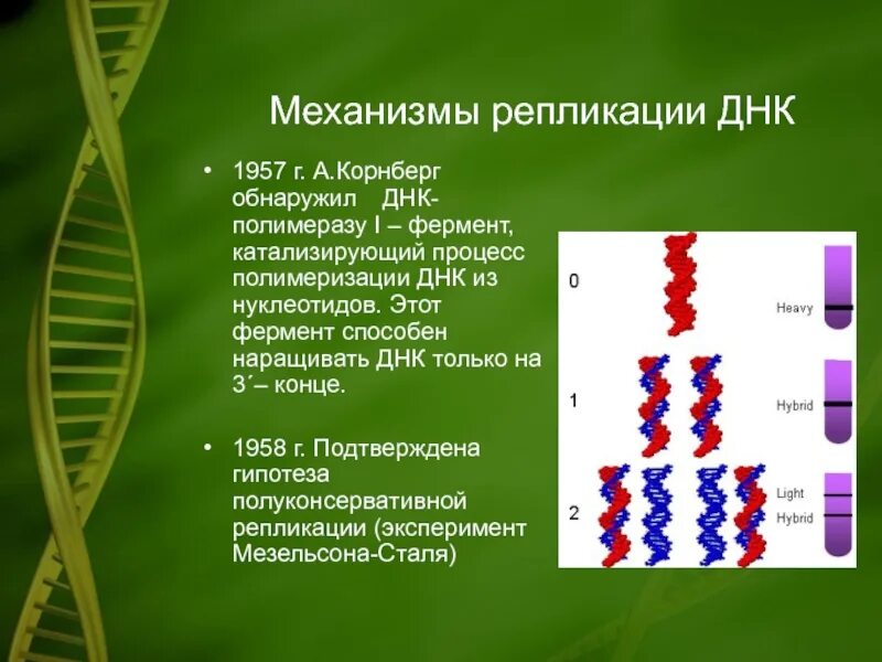 Метод меченых атомов репликация днк. Механизм репликации днк. способы репликации днк. полуконсервативный способ репликации днк. процесс репликации полуконсервативный.