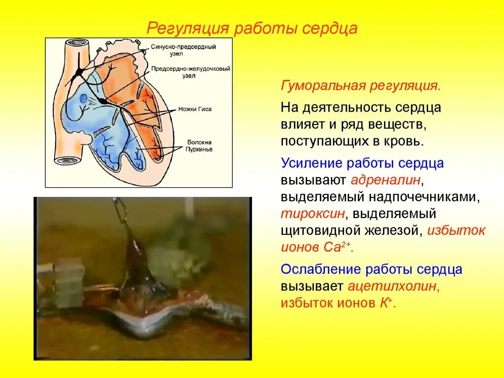 Ослабление работы сердца. Гуморальная регуляция деятельности сердца лягушки. деятельность сердца усиливают. влияние адреналина на деятельность сердца лягушки. регуляция работы сердца.