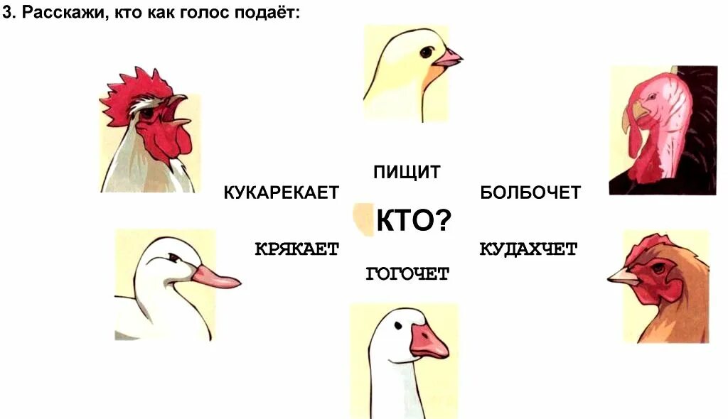 Сделать голос птиц. Как разговаривают домашние птицы. домашнее задание домашние птицы. домашние птицы части тела. как подают голос домашние птицы.