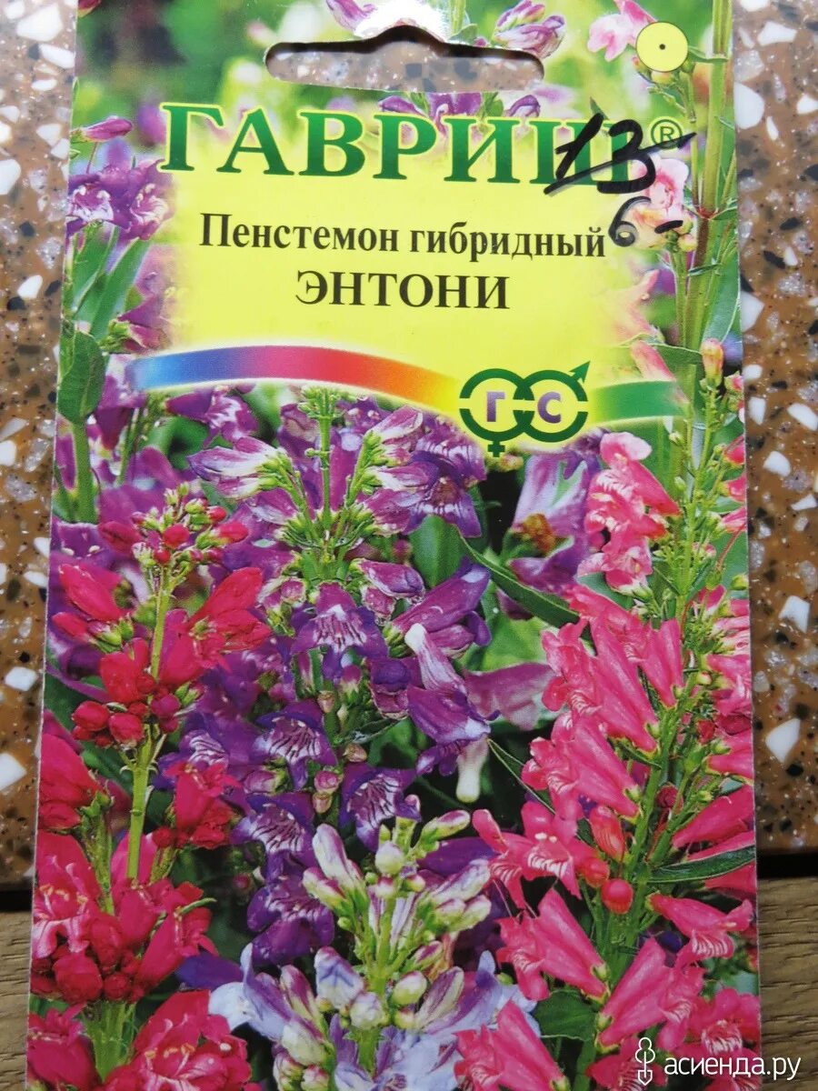 Пенстемон многолетний выращивание из семян. Пенстемон карликовый многолетний. Пенстемон Хартвига. Пенстемон гибридный Энтони. Пенстемон сенсация.