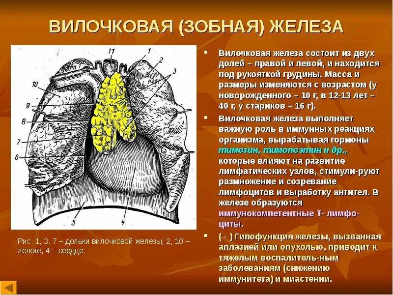 Состоит из двух долей. Состоит из двух долей. Что состоит из 2 долей соединенных перешейком. Состоит из двух долей. Басня состоит из.