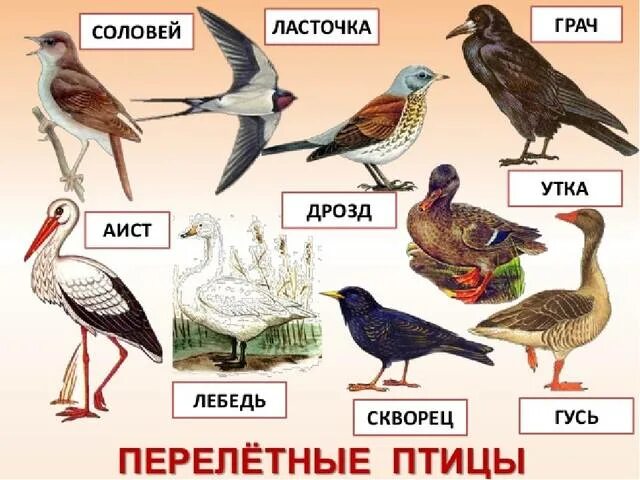 Презентация "Здравствуй, птичья страна!" Точка Роста.