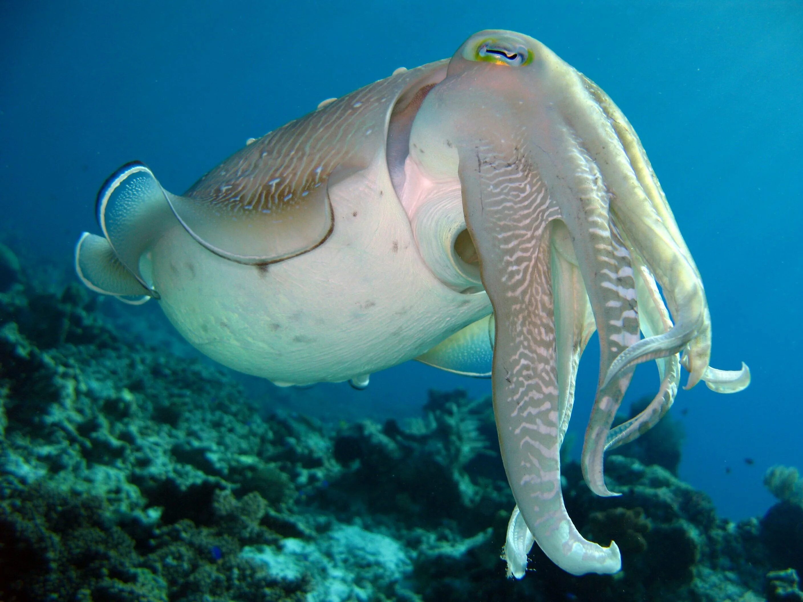 Широкорукая каракатица. Морские головоногие моллюски. Головоногие моллюски каракатица. Морской монах каракатица. Обитатели индийского