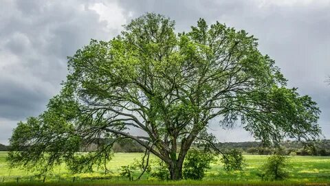 Tree 0
