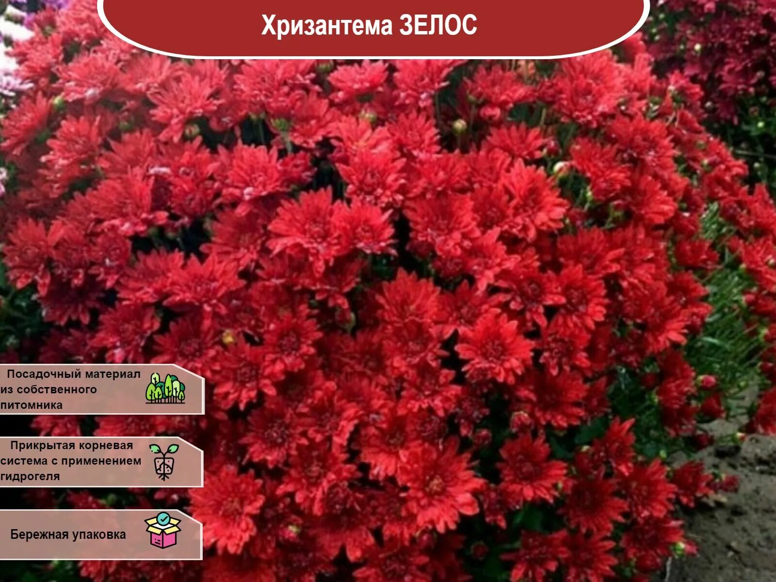 Хризантема кило мультифлора. Хризантема мультифлора бранроял ред. хризантема мультифлора brainstorm. хризантема мультифлора барбара ред. хризантема мультифлора роял ред.