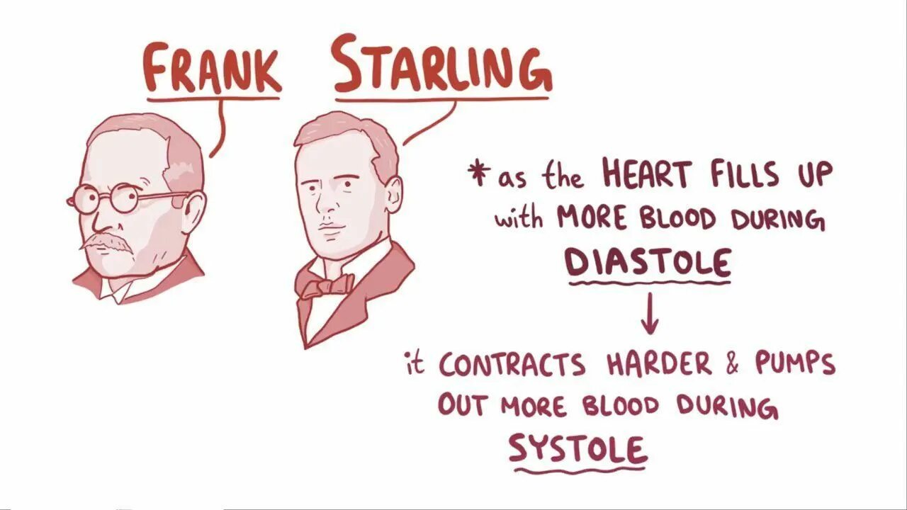 Старлинг что это. Франк Старлинг. Frank-Starling mechanism. Франк Старлинг физиология.