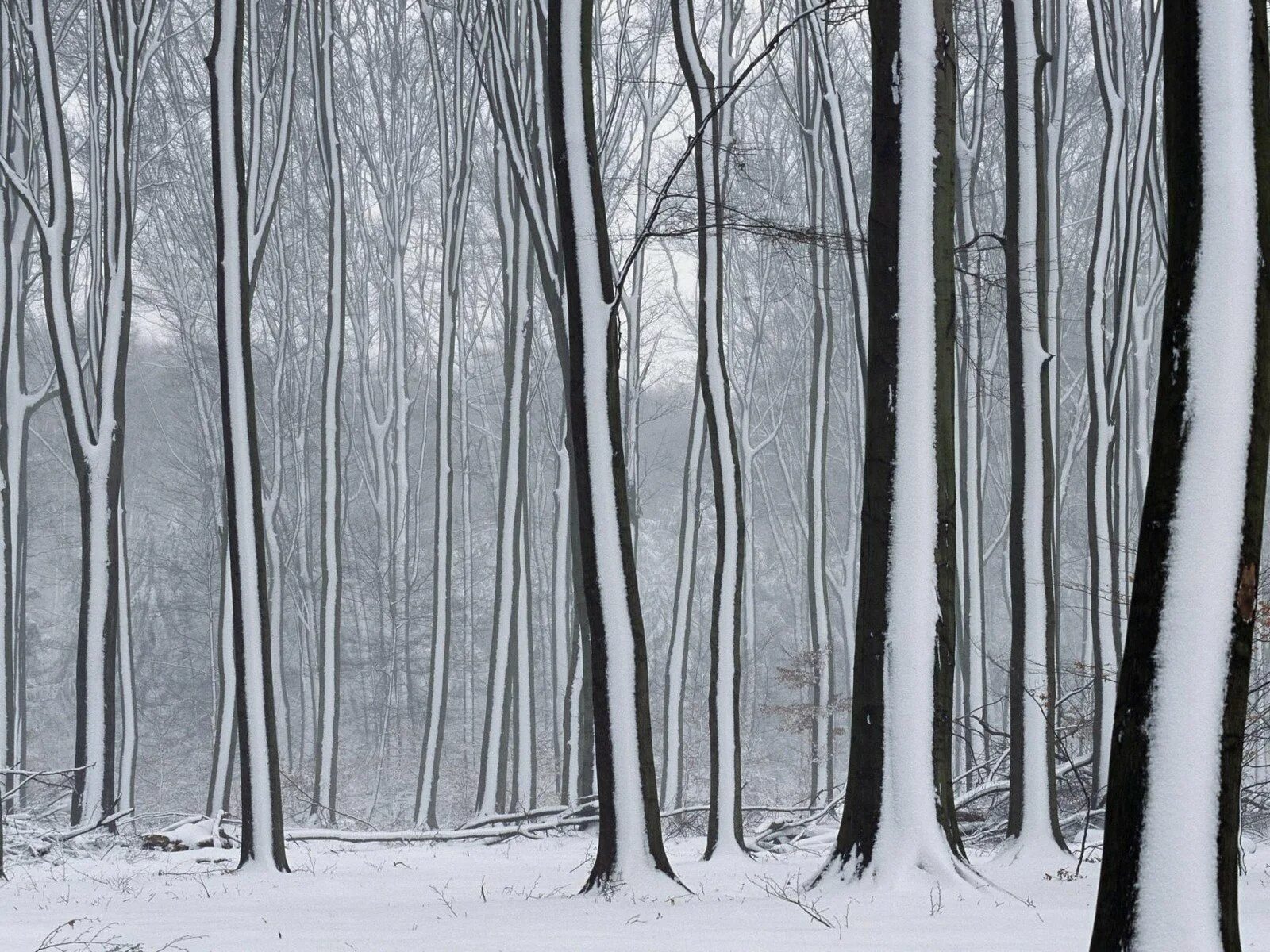Едва сойдет снег как на деревьях. Зимнее дерево. Белый лес. Деревья в зимнем лесу. Ствол дерева зима.