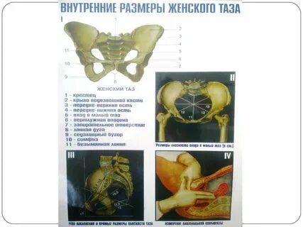 Размеры малого женского таза