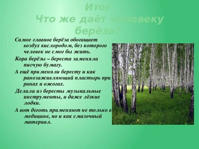 Главная мысль произведения береза. Особенности коры березы. Самое главное о берёзе.