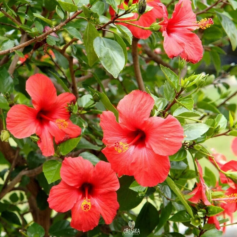 20 EXOTIC RARE HIBISCUS SEEDS for garden flower beds plant bush USA SELLER USPS 