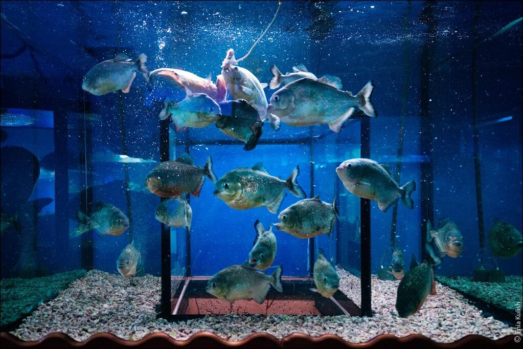 Океанариум на чистых прудах. Океанариум «морской аквариум» на чистых прудах. Аквариум магазин на чистых прудах. Океанариум на чистых прудах. Океанариум москва чистопрудный бульвар.