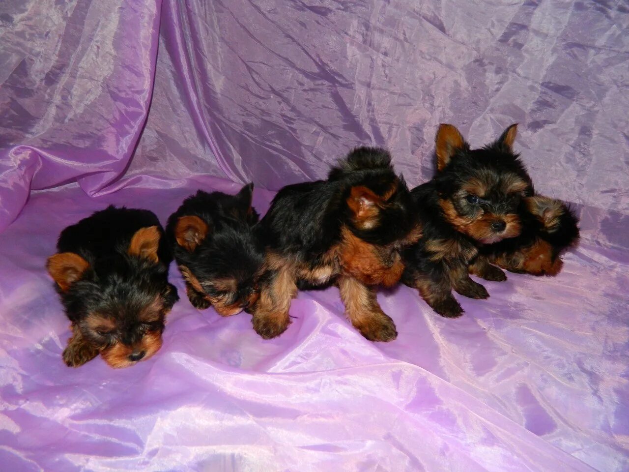йоркширский терьер мини или беби фейс. йоркширский терьер стандарт. щенки йорки мини стандарт. екширский терьер стандар. йоркширский терьер мини 2 месяца.