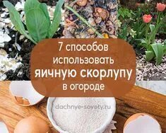 Скорлупа на огороде зачем