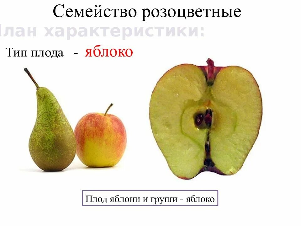 Тип плода розоцветных. Тип плода семейства розоцветных. тип плода яблока и груши. яблоко (тип плода). груша тип плода.