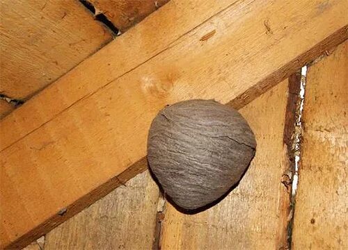 Кокон осиное гнездо. Осы vespula vulgaris. Гнездо бумажных ос. Гнездо ос маленькое. Осиное гнездо заброшиное.