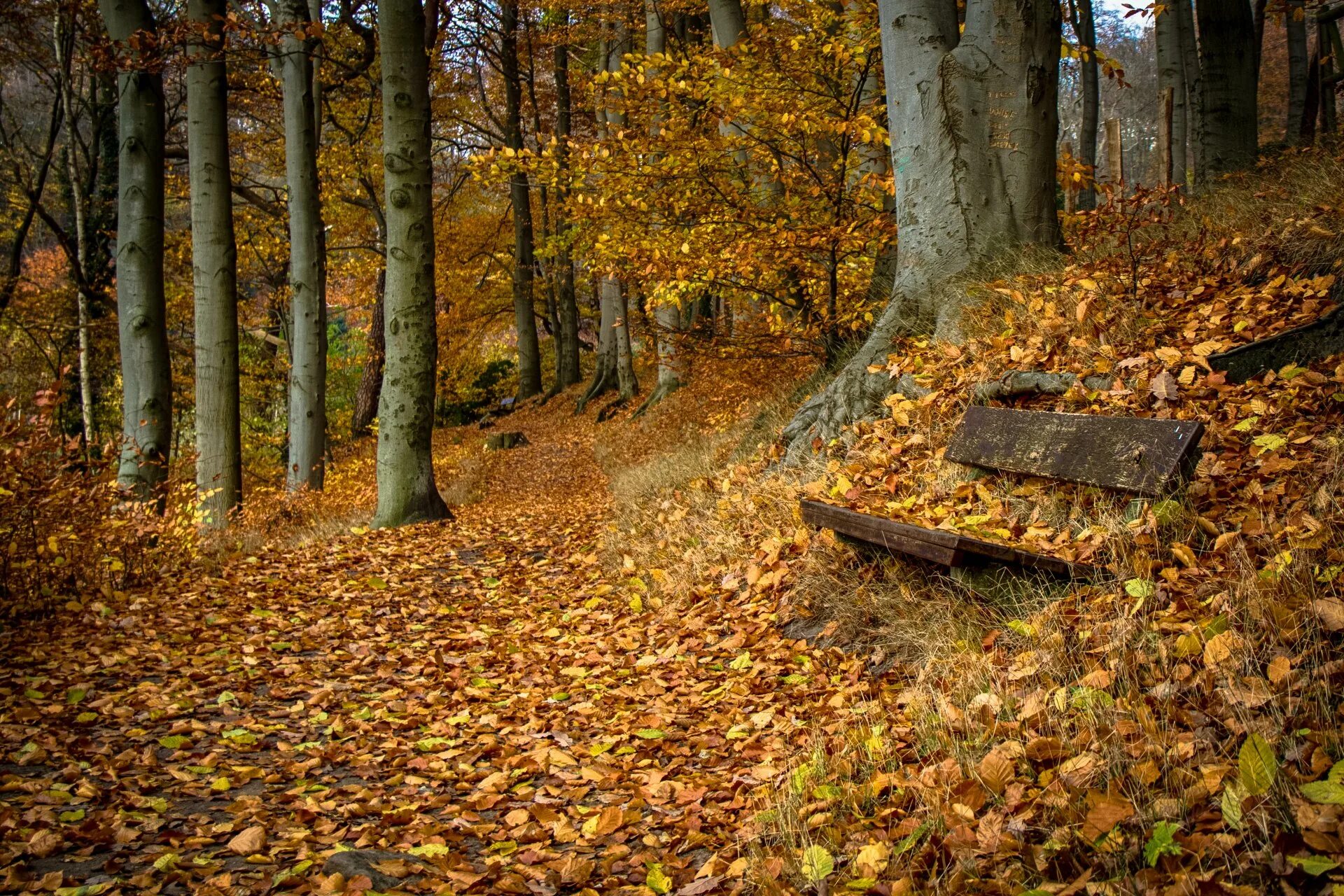 Осень без людей. Осень лавочка. Скамейка в заброшенном парке. Фото на скамейке осенью. Пустая скамейка осенью.