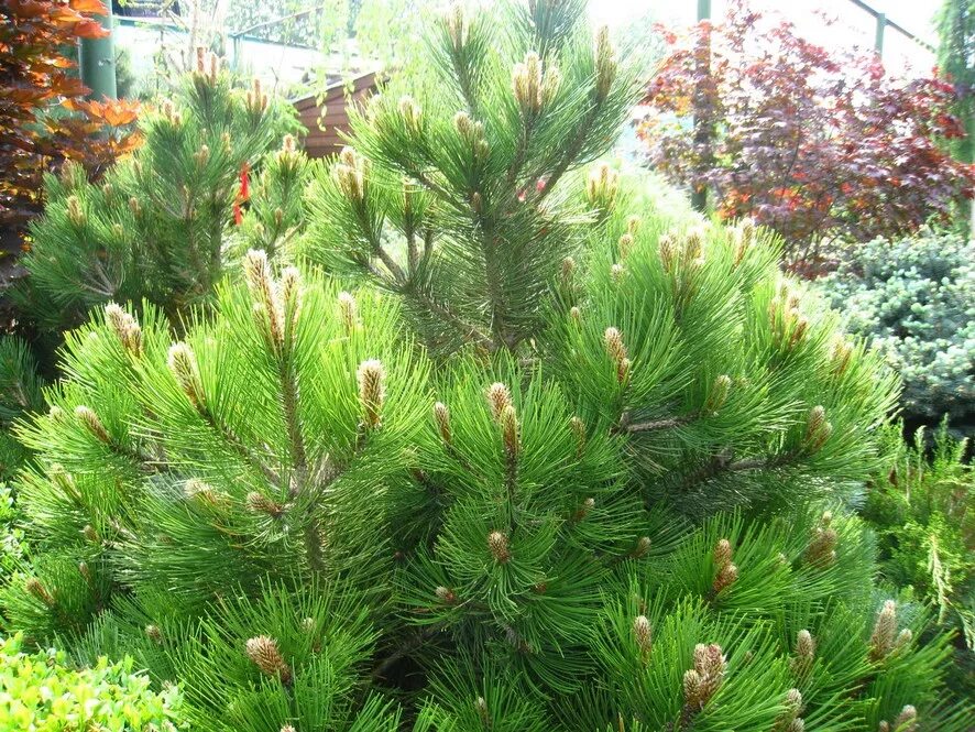 сосна белокорая (гельдрейха) компакта. сосна гельдрейха компакт джем. Pinus mugo 'sherwood compact'. сосна компакта. сосна черная на штамбе.