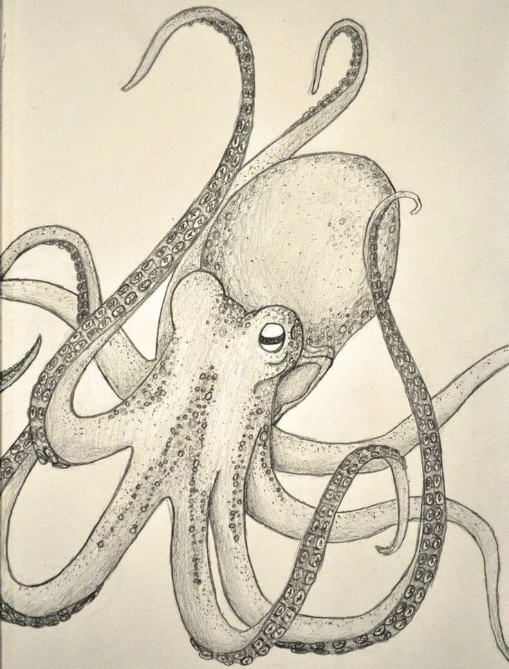 Осьминог. Анатомия осьминога. Анатомия осьминога для рисования. Анатомия спрута.