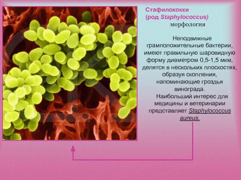 Стафилококки описание. Стафилококки форма гроздь. бактерии стафилококки. бактерия staphylococcus aureus. неподвижные бактерии.