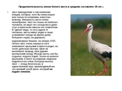 Бел жили