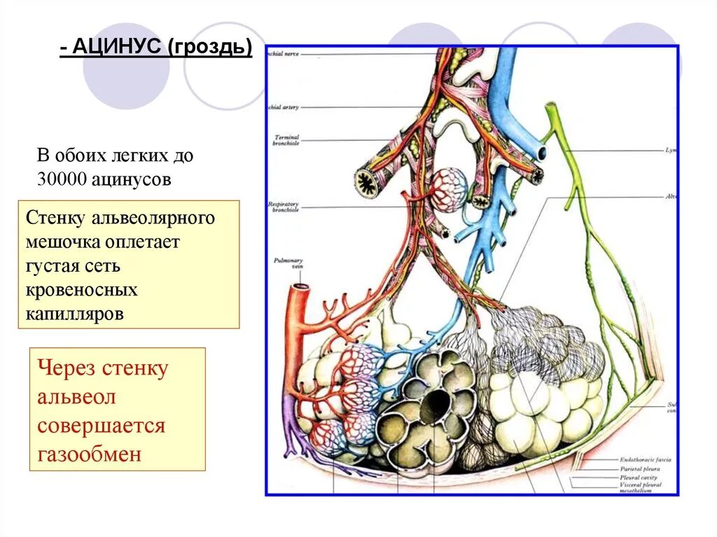 Ацинус и альвеолы. Бронхиальное дерево с альвеолами. Ацинус анатомия. Структура легкого ацинус. Альвеолярные легкие характерны для