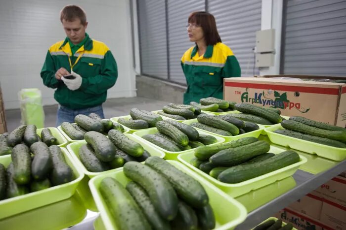 Огурцы на прилавке. Агроцентр Дружино Омск. Мяском Омск Дружино. Агрокультура Омск Дружино.