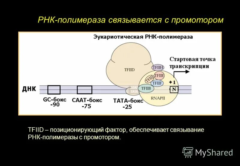 Соединение рнк полимеразы с промотором гена. Соединение рнк полимеразы с промотором гена