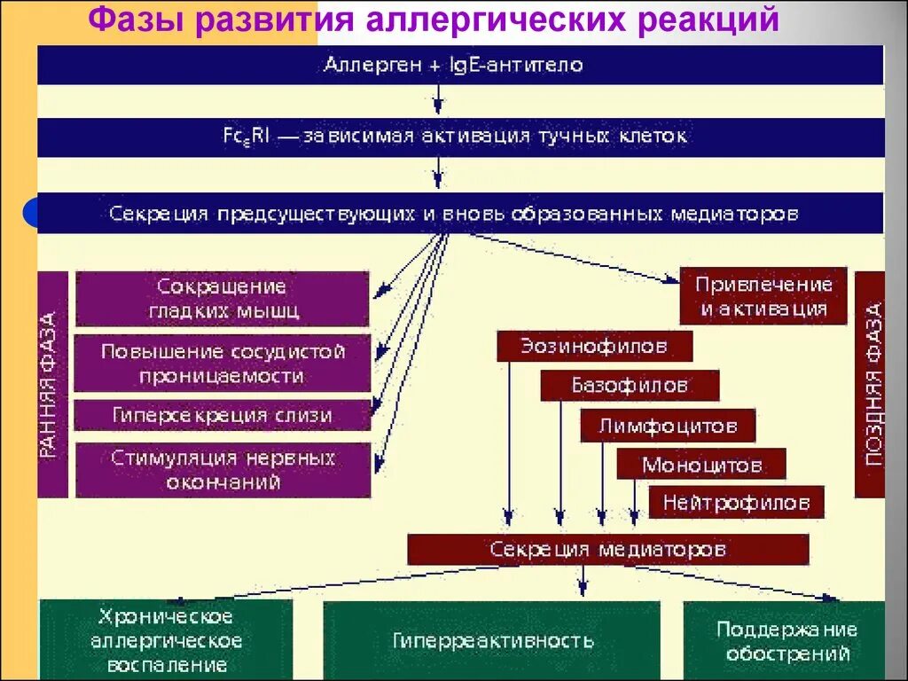 Вещества приводящие к развитию аллергических заболеваний. Фазы развития аллергической реакции. стадии развития аллергических реакций. основные периоды развития аллергии. основные стадии развития аллергических реакций.