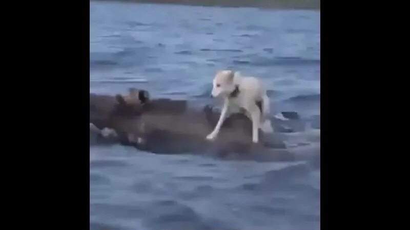 Учи рыбу плавать а собаку лаять где