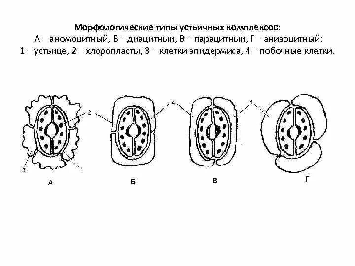 Количество устьиц на листе. Механизм работы устьица листа. строение устьичного аппарата. типы движения устьиц. типы устьичных комплексов.