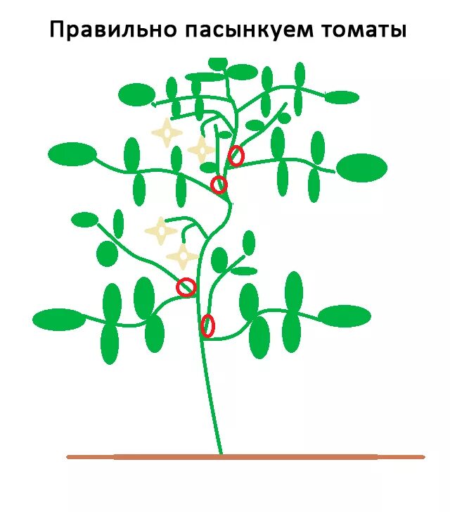 Схема пасынкования помидоров. Правильное пасынкование помидор в открытом грунте. Правильное пасынкование томатов. Правильное пасынкование помидор. Пасынкование помидор в открытом грунте