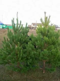 Авито сосна новогодняя оптом
