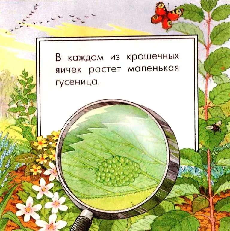 Превращения в природе. Превращение энергии в природе схема. Превращение энергии в природе. Круговорот энергии в природе схема. Чудесные превращения в природе лягушки.
