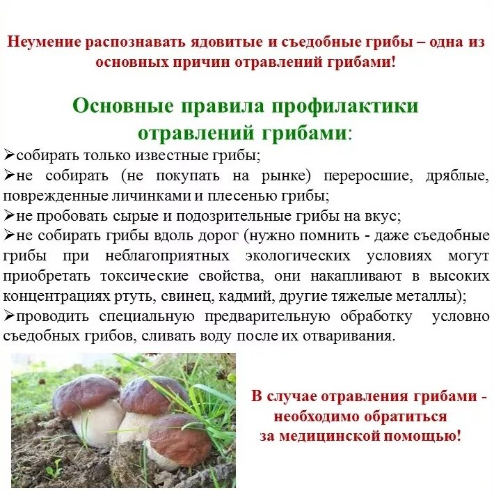 Можно отравиться белыми грибами. Профилактика пищевых отравлений грибами. профилактика отравления ядовитыми грибами. меры профилактики пищевых отравлений грибами.. памятки по профилактике отравлений грибами.