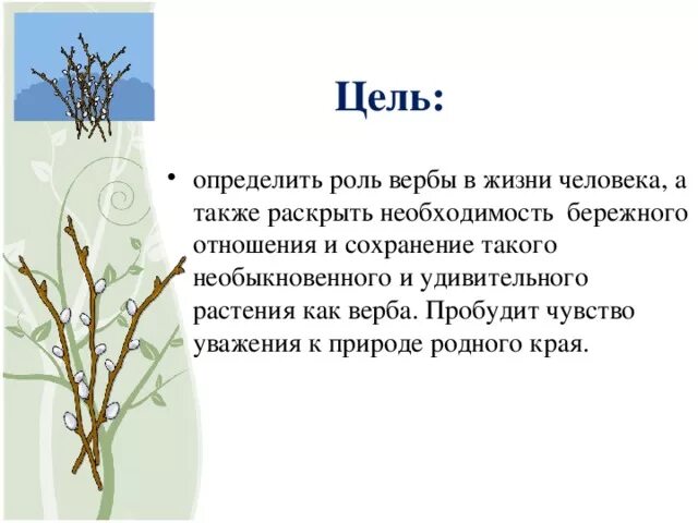 С чем можно сравнить вербу. Верба дерево описание. Как определить вербу. Строение вербы для детей. Строение вербы описание.