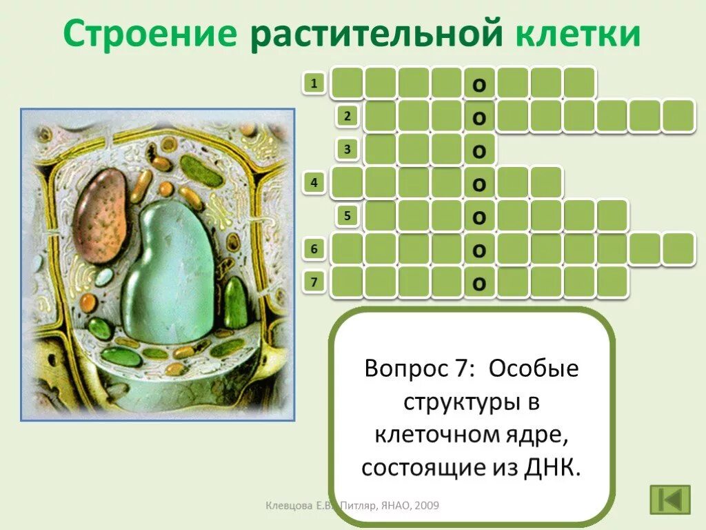 Кроссворд живые клетки. Кроссворды биология 5 класс строение клетки растений. Кроссворд по биологии на тему растительная клетка. Кроссворд по биологии 5 класс на тему строение клетки ткани. Кроссворд по теме растительная клетка 5 класс.