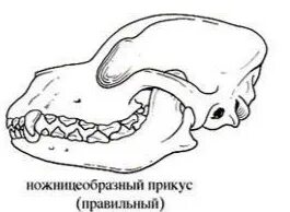 ножницеобразный прикус. ножницеобразный прикус. ножницеобразный прикус у собак. правильный ножницеобразный прикус. ножницеобразный прикус у собак.