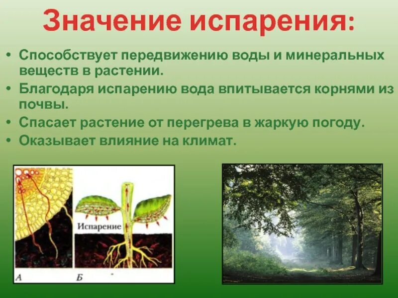 Функция листьев в жизни растений. Функция листьев в жизни растений