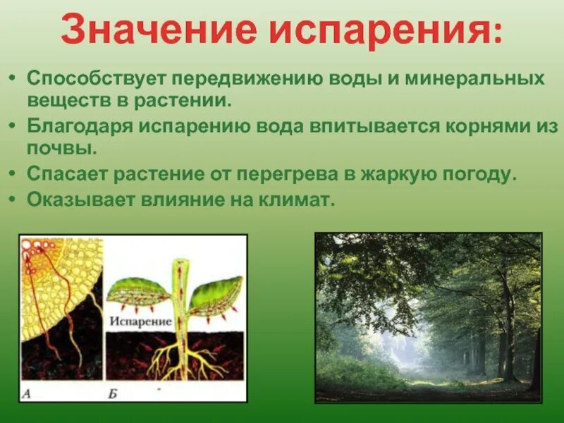 Испарение воды листьями 6 класс биология. Испарение воды растениями 6 класс биология. Испарение воды растениями листопад. Испарение воды растениями 6 класс. Испарение воды растениями 6 класс кратко