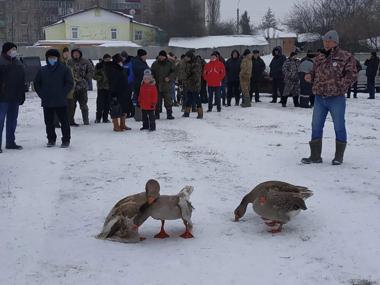 Курская область бои. Гусиные бои в курской области. гусиные бои павлово 2025. гусиные бои в алексеевке 2025.