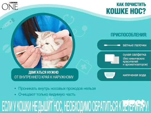 Как промыть нос кошке. Как промыть нос коту в домашних условиях. Как почистить нос кошке. Как почистить нос коту в домашних условиях. Как промыть нос котенку.