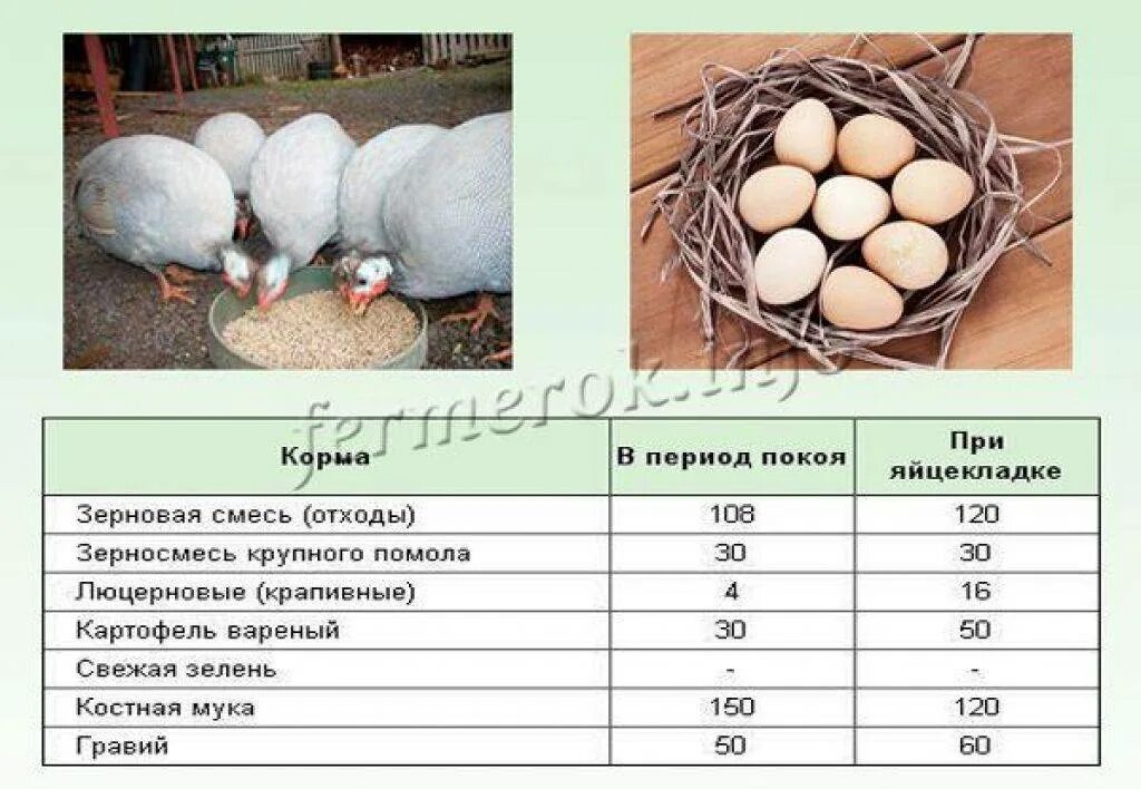 Сколько яиц несет гусыня. Яйца цесарки. Яйцо цесарки фото. Яйцо цесарки и курицы. Яйца домашних птиц.