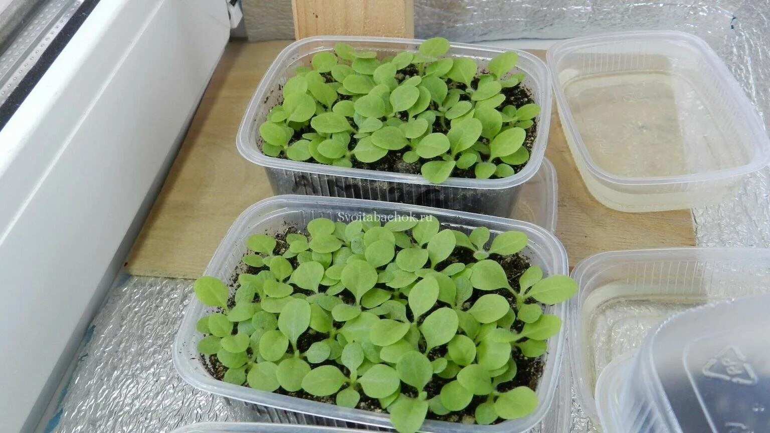 Посев семян табака на рассаду. Расстенияпохожие на рассаду табака. Душистый табак посадка на рассаду. Рассада табака фото. Семена табака на рассаду.